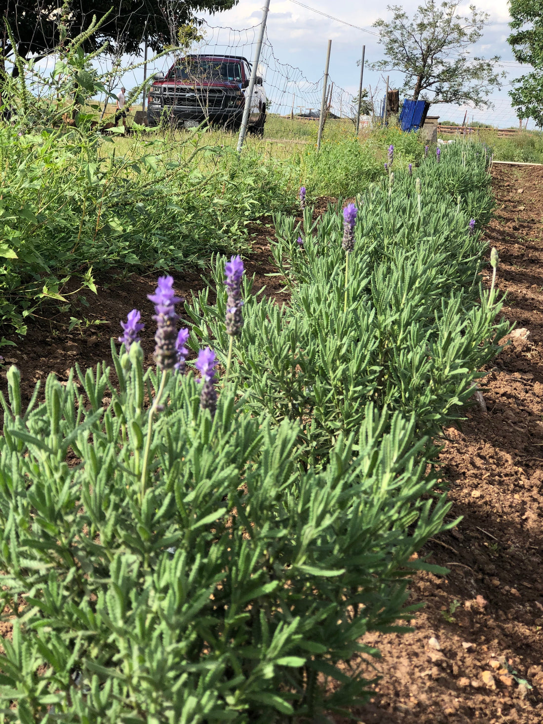 Lavanda